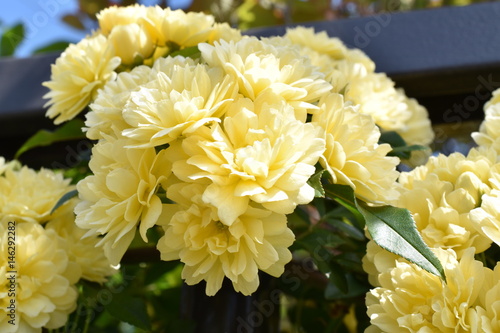 モッコウバラ/Rosa Banksiae