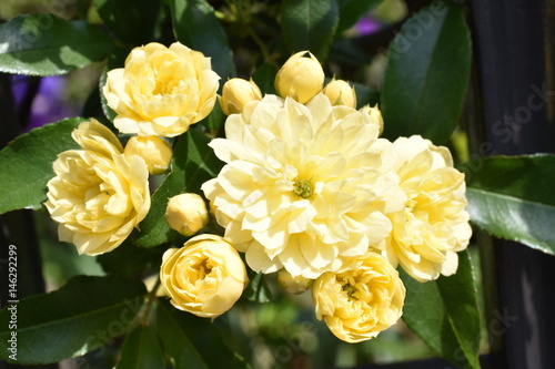 モッコウバラ/Rosa Banksiae