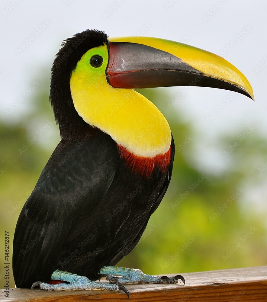Naklejka premium Toucan Perched on a Fence 5