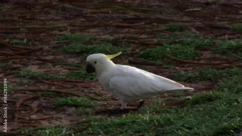 Cockatoos feeding by the side of the road in Australia - 2 Cockatoos feeding by the side of the road in Australia - 2