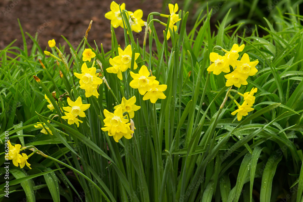 Fototapeta premium Spring Daffodils