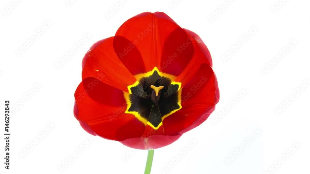 Red tulip flower blooming timelapse in 4K on white background Red tulip flower blooming timelapse in 4K on white background