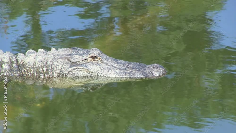 Wild life, Alligators in Florida, swimming in a water and waiting for a ravening - 7 Wild life, Alligators in Florida, swimming in a water and waiting for a ravening - 7