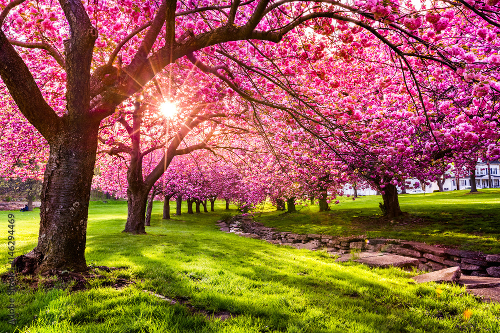 Cherry tree blossom explosion in Hurd Park, Dover, New Jersey (search file # 169989794 for the green leaves summer version) - obrazy, fototapety, plakaty 