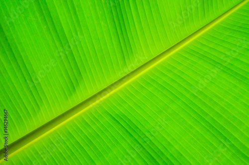 Banana leaf texture background.selective focus.