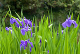 Pond Marginal Iris rely on pond water for nutrients, they improve water quality by extracting excess detrimental nutrients from the pond environment before they can accumulate, and provide oxygen.