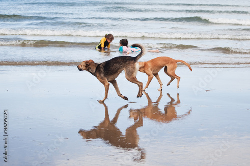 Kids and Dogs Playing in the Ocean