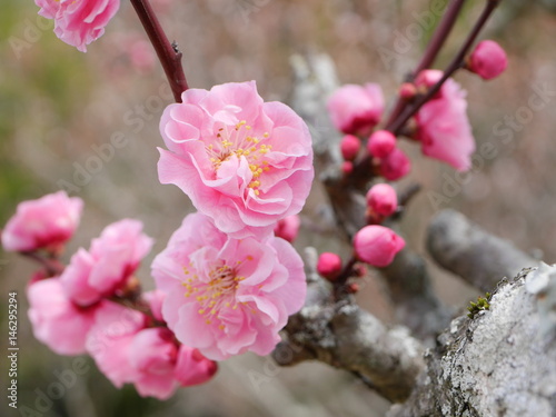 梅の花（吉備路・梅・桃色）