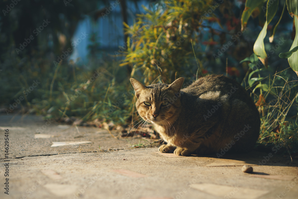 Fototapeta premium Sitting Asian house cat
