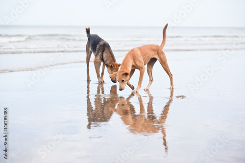 Dogs at the sandy beach, summer vacantion