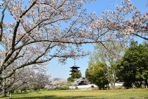 桜並木　（桜並木と五重塔）
