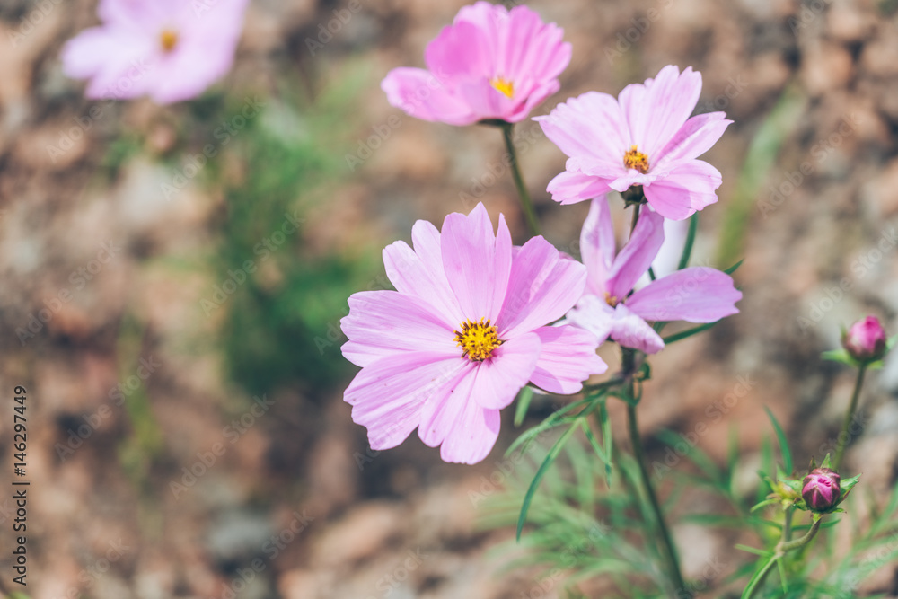 Close-Up Of Pink Flower Blooming Outdoors,shot in Shanghai,China.