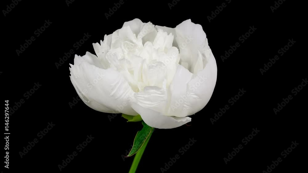 White peony flower blooming timelapse White peony flower blooming timelapse