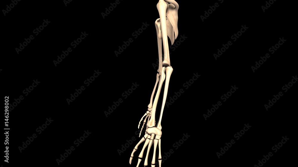 3D Illustration of Human Body Bone Joint Pains Anatomy (Scapula)
