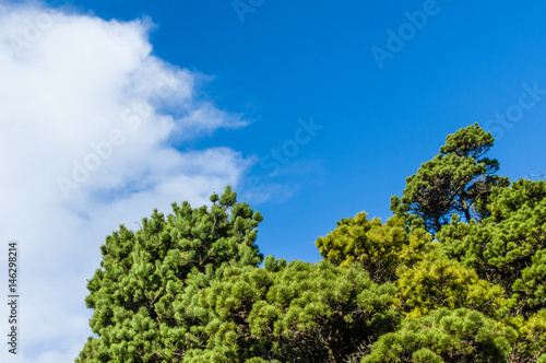 Green pine trees with blue sky