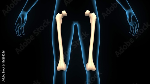 3d illustration human body femur bone