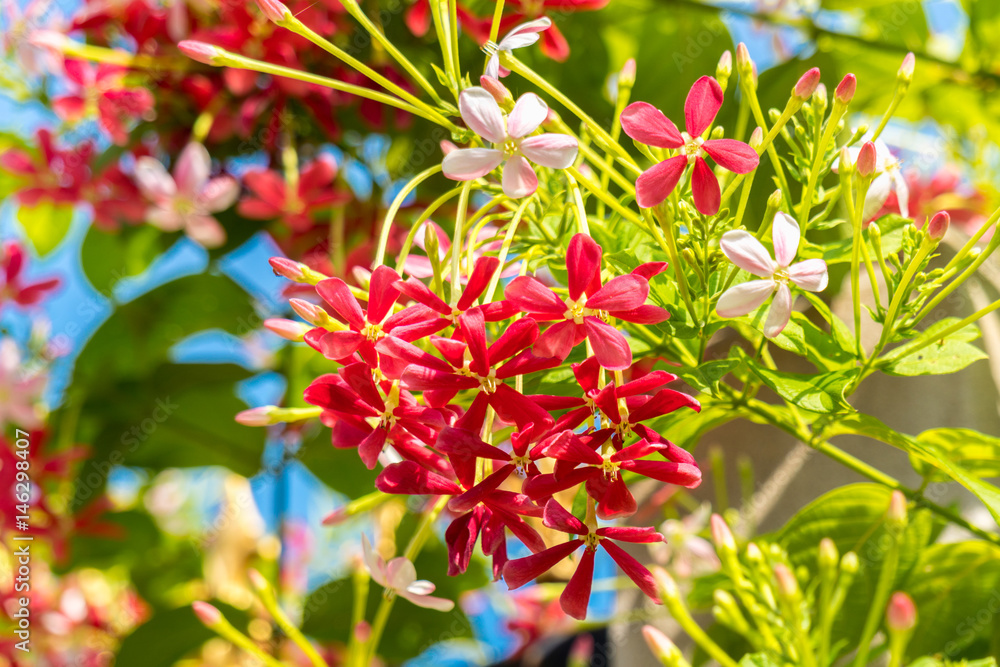 Combretum, Quisqualis indica, Chinese honeysuckle or Rangoon creeper ,pink flowers with fragrance. Combretum, Quisqualis indica, Chinese honeysuckle or Rangoon creeper ,pink flowers with fragrance.