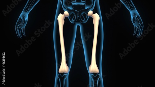 3d illustration human body femur anatomy photo