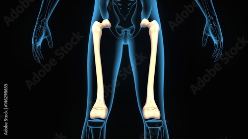 3d illustration human body femur anatomy photo