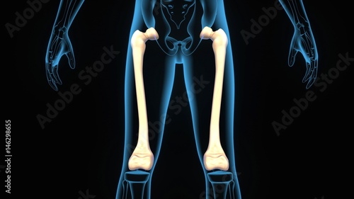 3d illustration human body femur anatomy