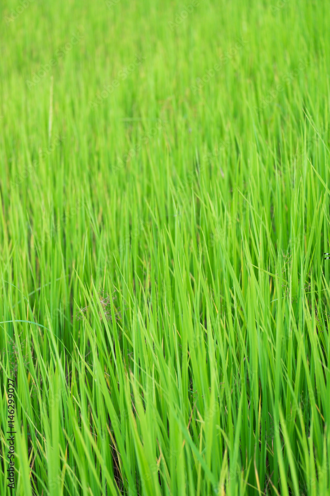 Paddy Rice Paddy Rice