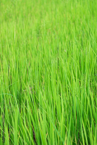  Paddy Rice