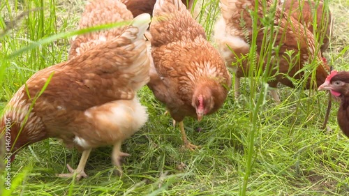 Chickens at the forest surrounded by trees at the sunny day - 5