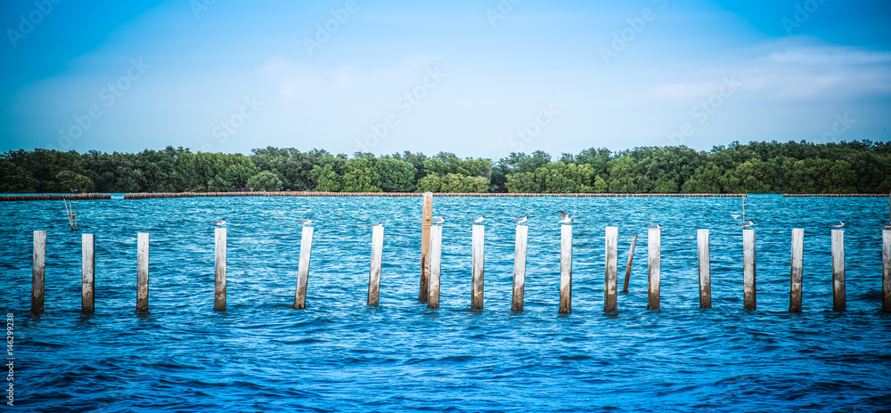 Many birds on the sea pillar at Bang Khun Thian Bangkok Many birds on the sea pillar at Bang Khun Thian Bangkok