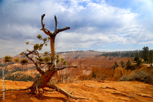 Branches standing front of Bryce Canyon national park