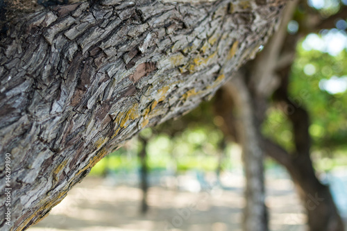 Close up of tropical tree on Bali island, Indonesia. Pattern wood backgroundm sunny day, beautiful colors. photo