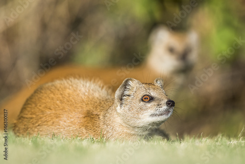 Yellow Mongoose photo