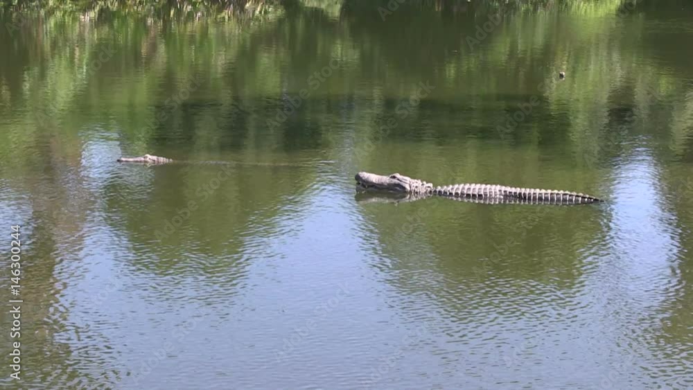 Wild life, Alligators in Florida, swimming in a water and waiting for a ravening - 2 Wild life, Alligators in Florida, swimming in a water and waiting for a ravening - 2