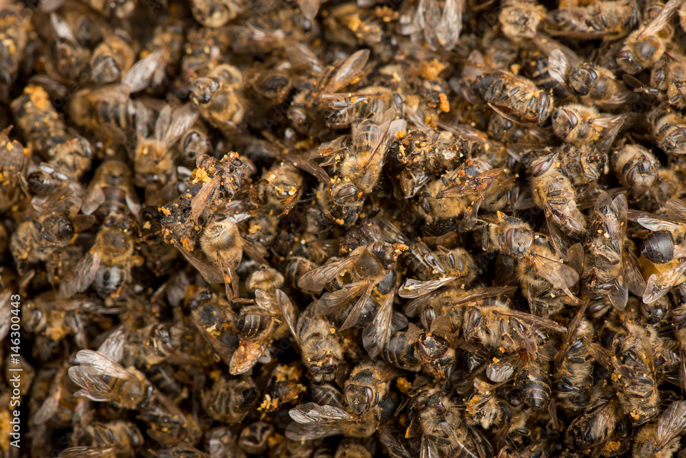 bees closeup bees closeup