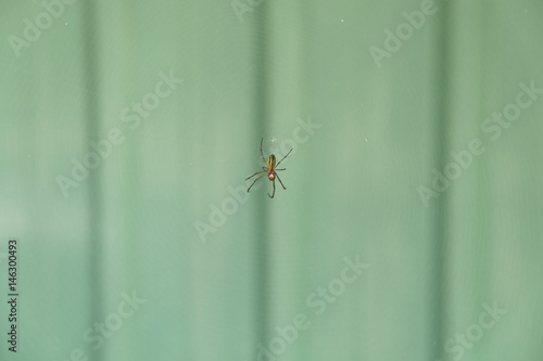 Spider on a web © panwa