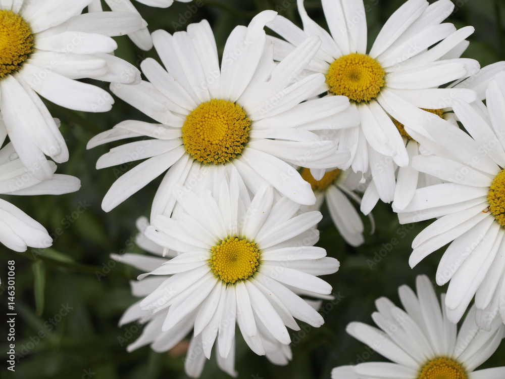 Obraz premium Many camomile flowers with green