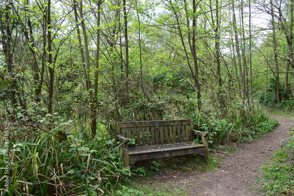 Bench in forest - ławeczka w lesie Bench in forest - ławeczka w lesie