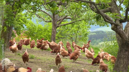 Chickens at the forest surrounded by trees at the sunny day - 7