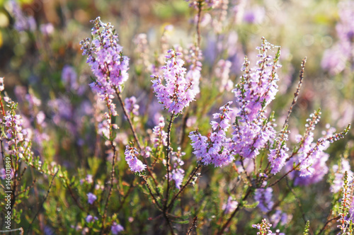 Heather purple flower plant in sunlight