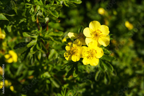 Potentilla fruticosa goldfinger yellow flower with green plant copyspace © skymoon13