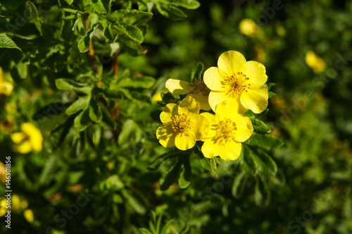 Potentilla fruticosa goldfinger yellow flower with green plant copyspace photo