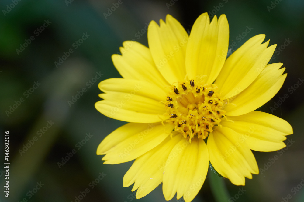 yellow cosmos flower close-up in green blackground. yellow cosmos flower close-up in green blackground.