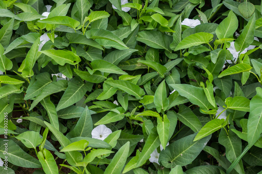 Morning glory vegetable. Morning glory vegetable.