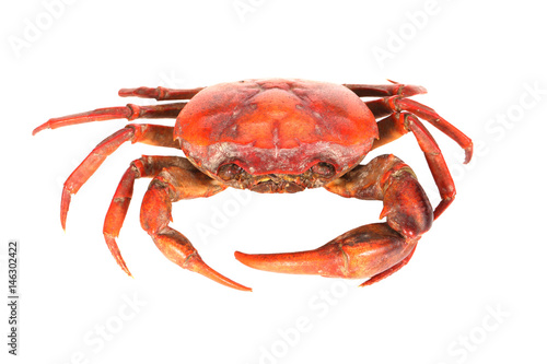 Cooked Crab Isolated on white background