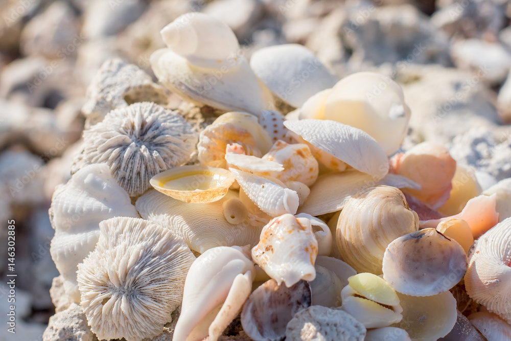 shell beach tropical shell beach tropical