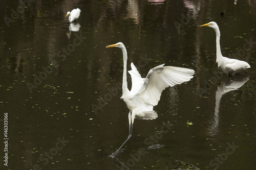 Great egret landing in a shallow pool in the Everglades.