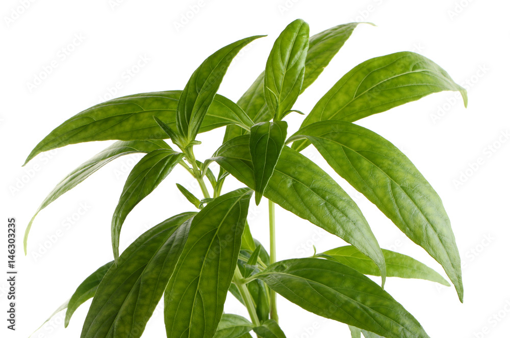 Obraz premium Andrographis paniculata plant on white background