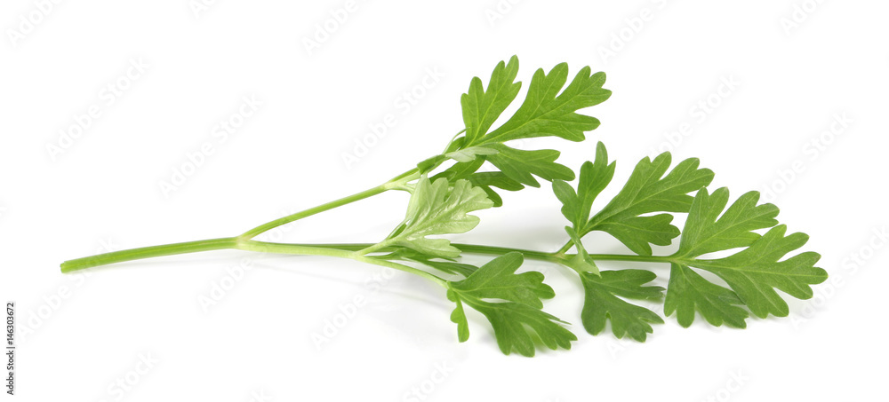 parsley isolated on a white background parsley isolated on a white background
