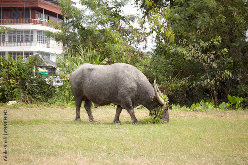 Thai buffalo, eating grass in the field. Traditional labour of thai's agriculture.