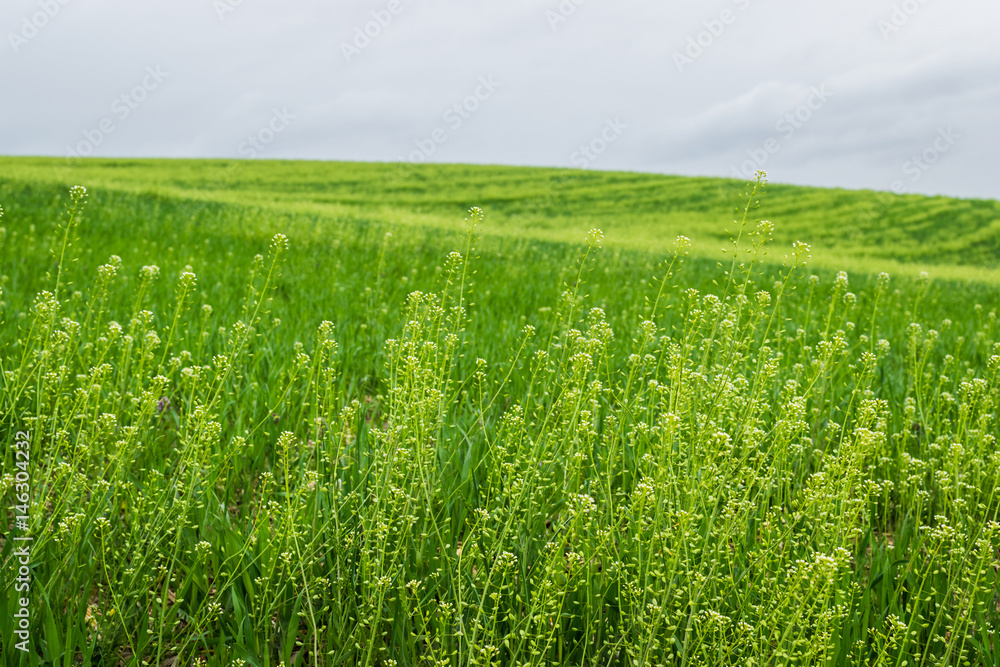 Landscape of lush farmland around southern york county pennsylvania