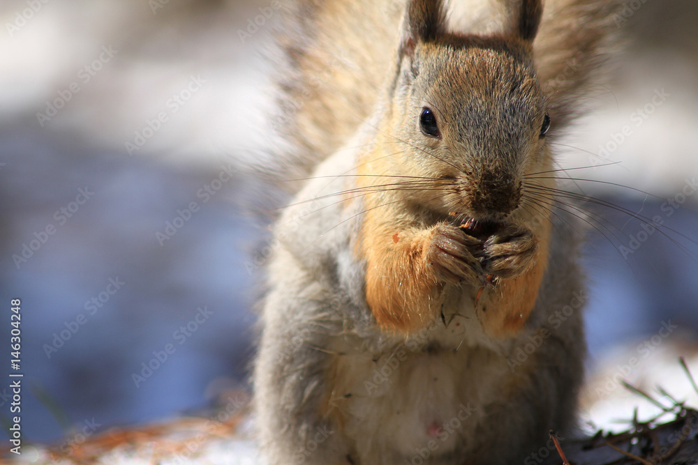 Squirrel with folded legs 2
